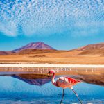 Aves de Atacama