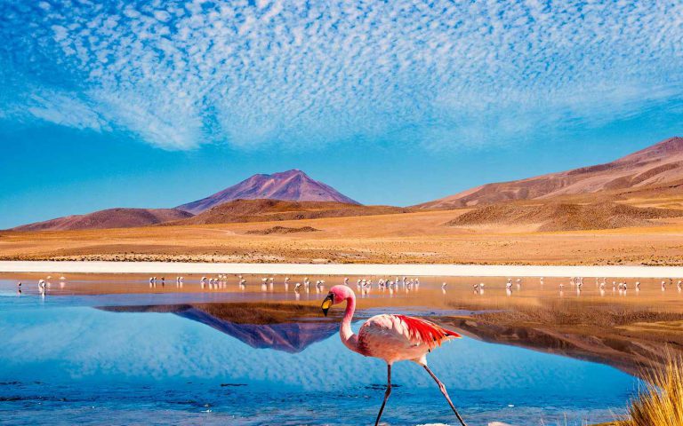 Aves de Atacama